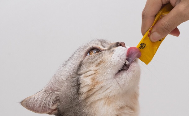 wet cat treats