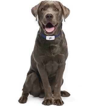 Gibi Dog Locator Collar