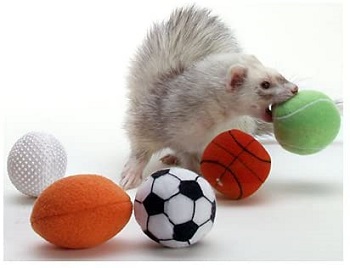 Marshall Ferret Sport Balls Review