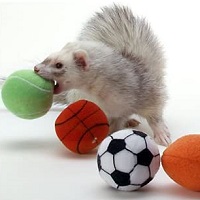 Marshall Ferrets Sport Balls Summary