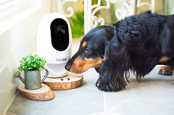 Pawbo Wifi HD Camera