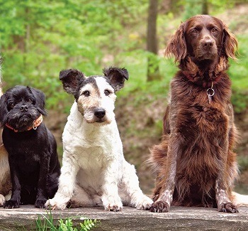 PetSafe Dog Training Collar Review