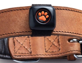 PitPat 2 Dog Activity Monitor Review