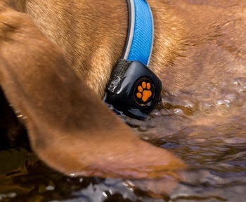 PitPat 2 Dog Activity Monitor