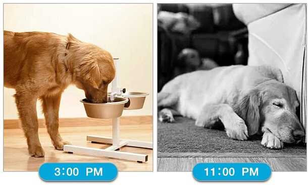 Use pet monitoring camera entire day