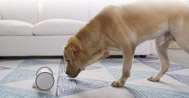 benefits of an interactive pet camera