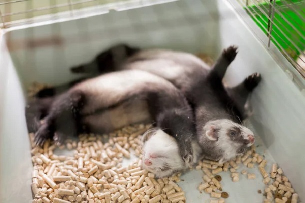  2 ferrets in cage