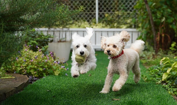 dogs in yard