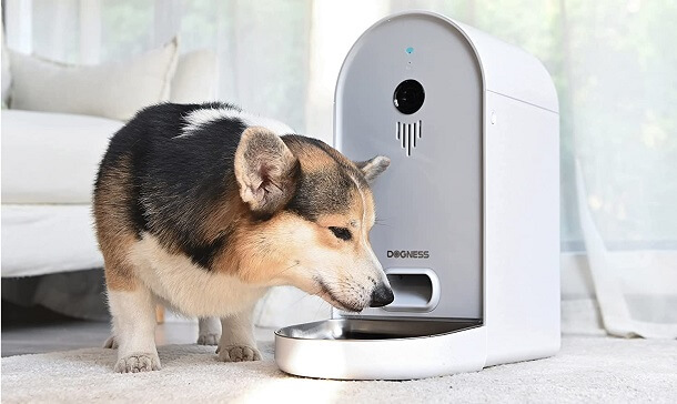 dog's interaction with camera