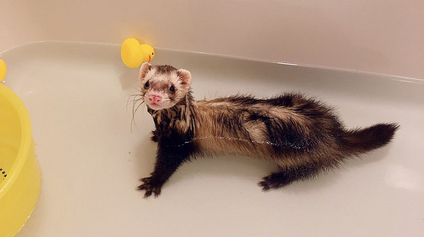 ferret bathing