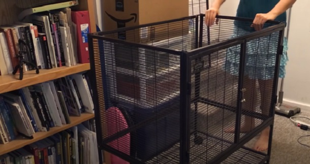 ferret cage setup