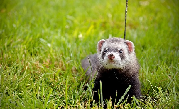 ferret escaping out