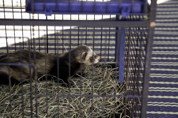  ferret in cage with wires