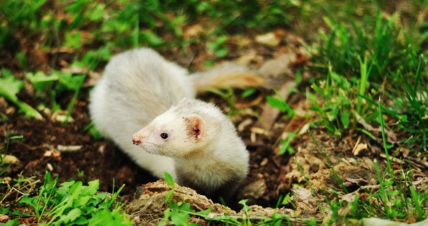 ferret in nature