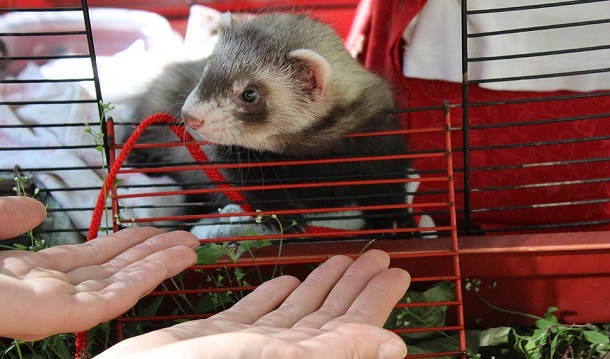 Ferret Animal Cage