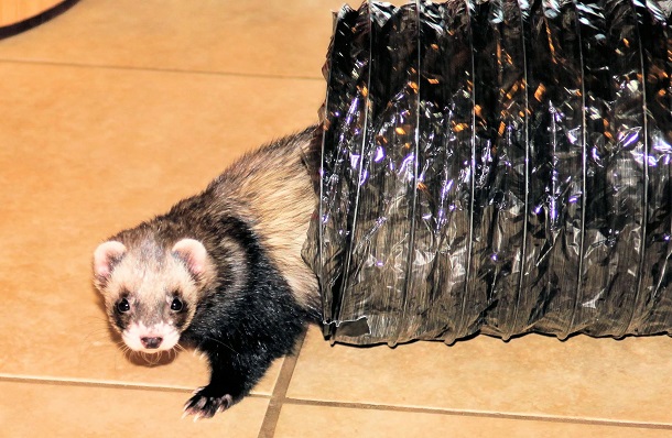 ferret in tube