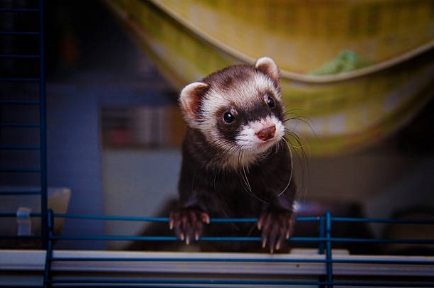 ferret in wire cage
