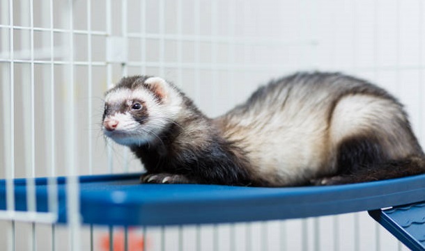 ferret on platform