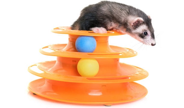 ferret playing