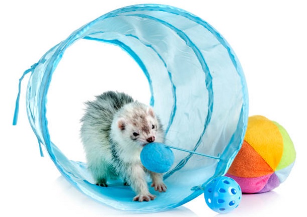 ferret toys