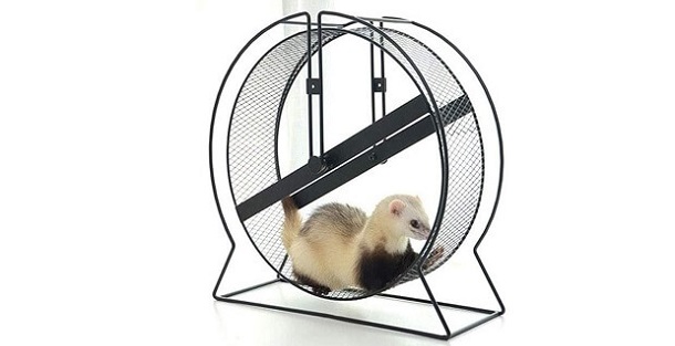 ferret-wheel