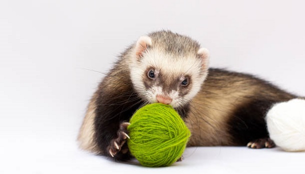 ferret playing with a ball