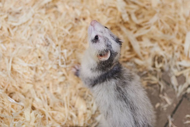 ferret with bedding