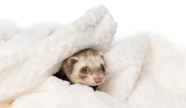 ferret with blanket