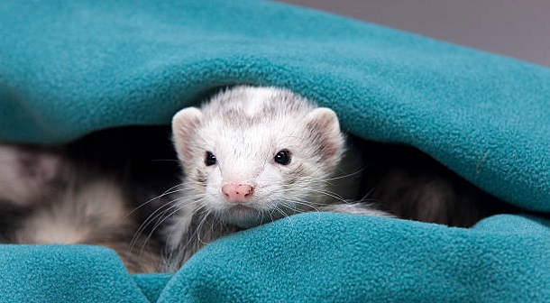A white ferret peeks out from a green cloth.