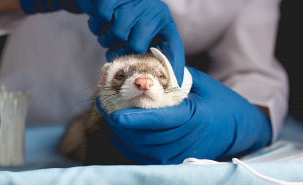 The ferret in the clinic