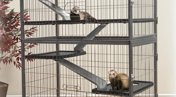 ferrets in cage