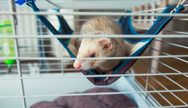 hammock in ferret's cage