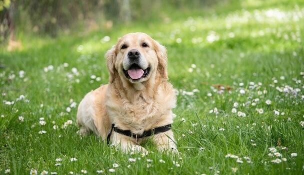 pet collar camera to monitor acitivities