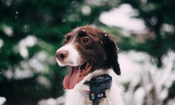 put the pet camera on collar