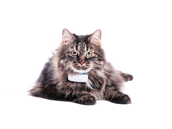 small gps trackers for cat