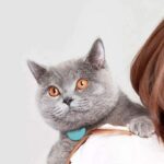 smart collar for cats