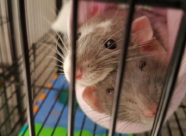 2 rats in the cage