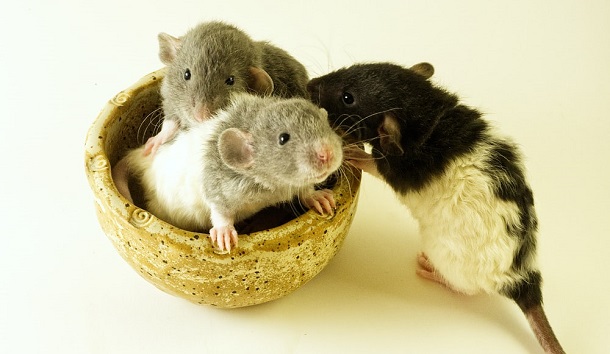 3 rats multiple rats