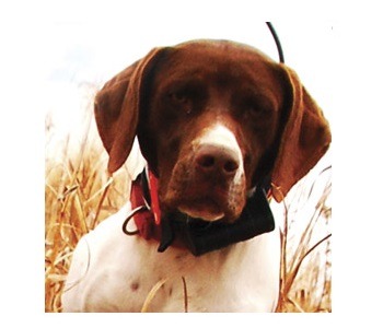 Garmin Astro 220 GPS For Hunting Dogs