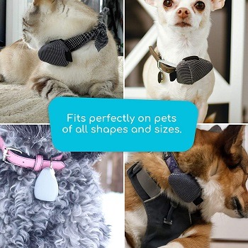 Jiobit Small Dog Tracker Review