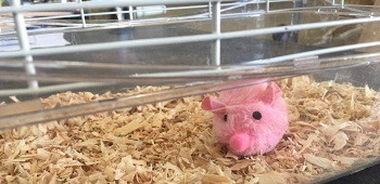 Mcage Cage For Hamsters Review