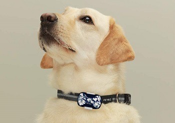 PetBiz G20 Animal GPS Collar Review