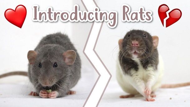 introducing rats
