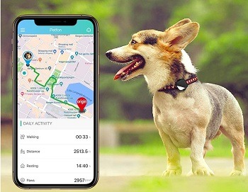 petfon gps collar for small dogs