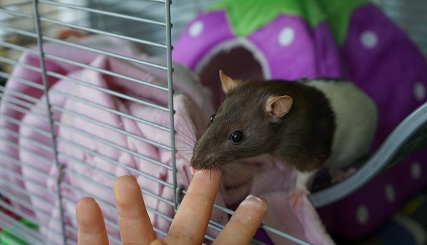 rat travel cage 3