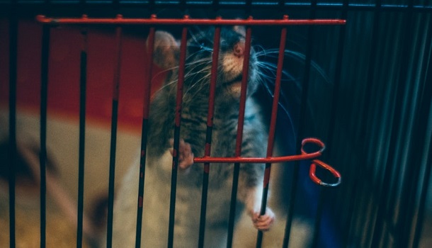 rat travel cage 1