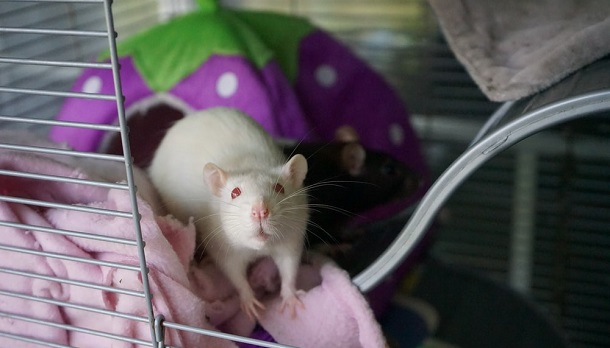small rat cage picture 1