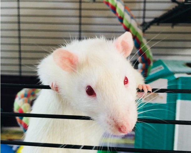 white rat in a cage