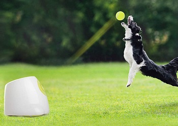 All for Paws Automatic Ball Launcher