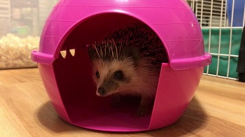 Best Hedgehog Cage Hideouts Review